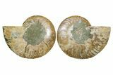 Cut & Polished Crystal-Filled Ammonite Fossil - Madagascar #354124-1